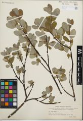 Foto von Salix glauca L.